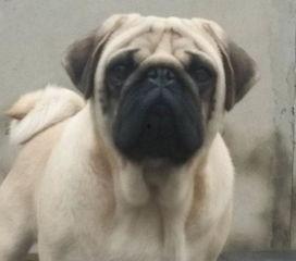 巴哥最新爆料视频大全,揭秘娱乐圈幕后真相