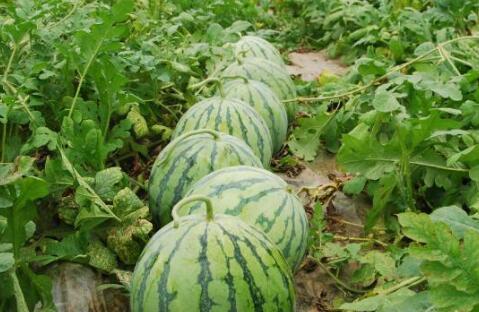 莱州大瓜爆料视频最新,惊人内幕曝光,真相令人震惊!