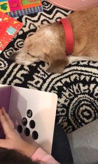 胖犬来爆料最新视频,萌宠日常大曝光!