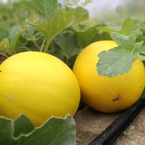 最新网红瓜事件爆料,揭秘幕后真相,网友热议不断